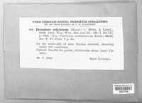 Hyphodontia subalutacea image